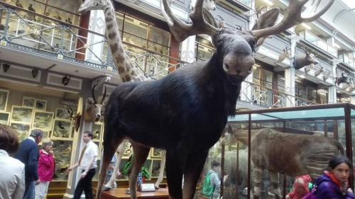 Fauna en museo en Dublín