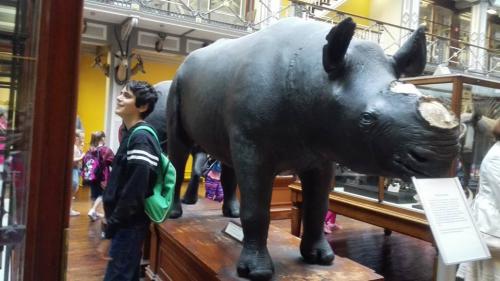 Rinoceronte en museo en Dublín